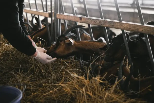 Nowe obowiązki dla posiadaczy zwierząt – przypomnienie z Wolbromia