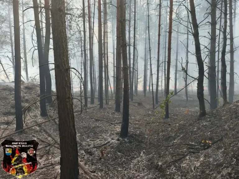 Pożar poszycia leśnego przy ul. Długiej w Bukownie – akcja strażaków i samolotu gaśniczego
