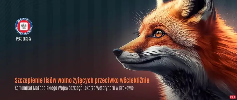 Małopolska: rusza jesienna akcja szczepienia lisów przeciw wściekliźnie