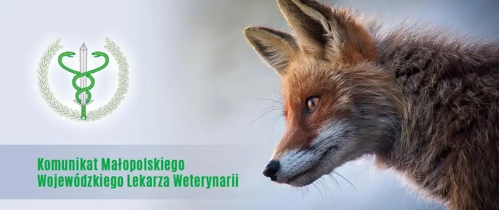 Małopolska: szczepienie lisów przeciw wściekliźnie od 20 do 30 września