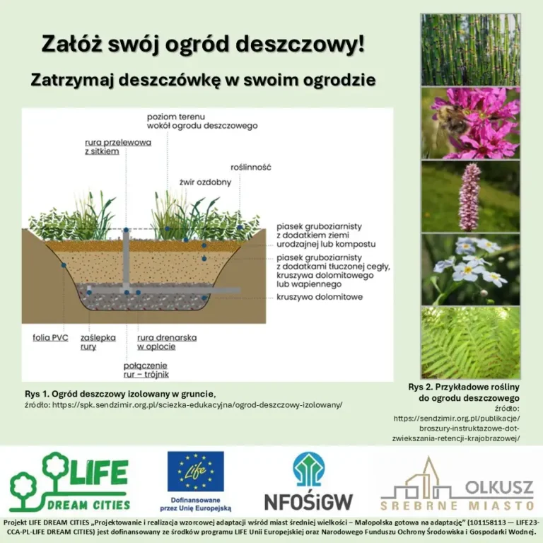 Ogród deszczowy w Olkuszu – jak zatrzymać deszczówkę na własnym podwórku