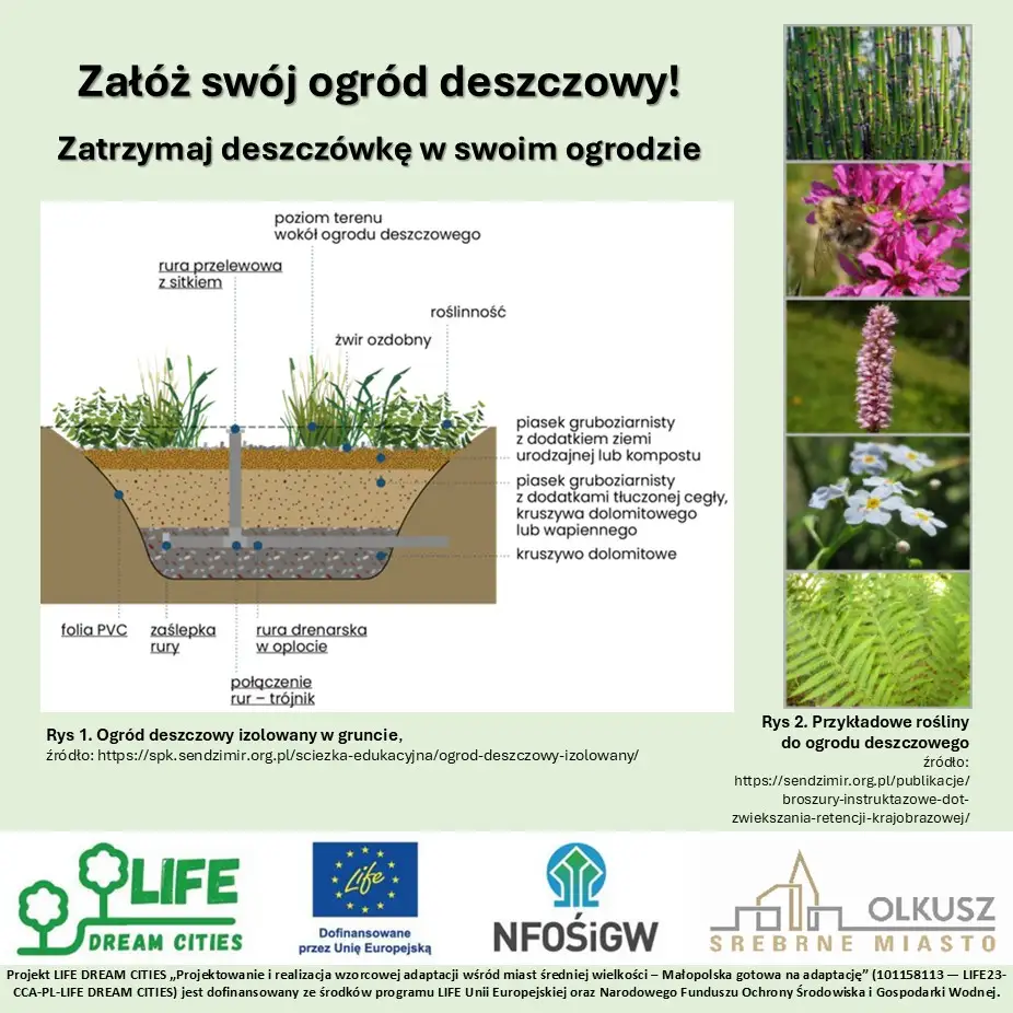 Ogród deszczowy w Olkuszu – jak zatrzymać deszczówkę na własnym podwórku